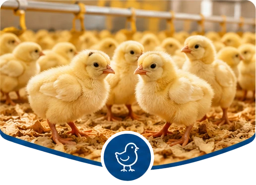 Yellow day-old broiler chicks on farm bedding