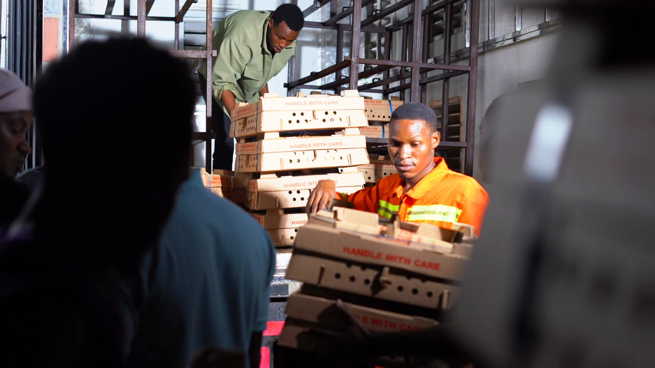 Healthy day-old broiler chicks from Backbone Tanzania